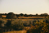 a view of a field and trees at sunset